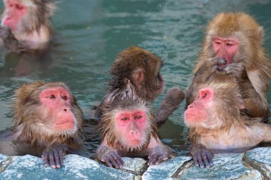 Red-cheeked monkey in a hot spring in Japan clipart