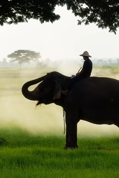 Elephants People Raising Fields — Stock Photo, Image