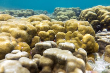 Myanmar 'daki horoz yanığı adasında denizin altındaki beyin mercanı.