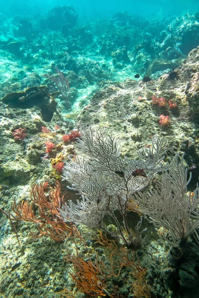 Algi Koralowe Corel Wyspie Cockburn Myanmar — Zdjęcie stockowe