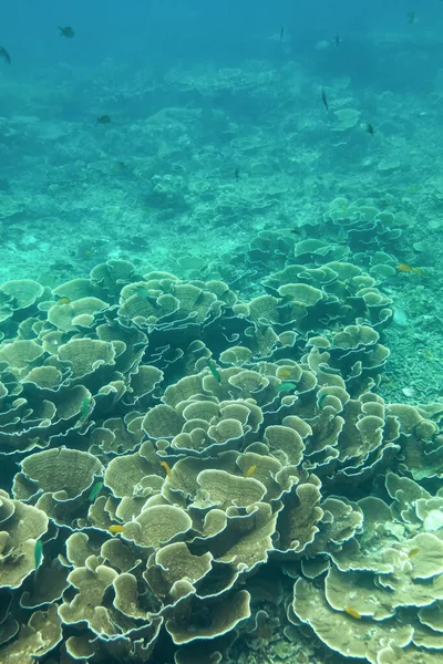 Algas Coraline Corel Ilha Cockburn Mianmar — Fotografia de Stock