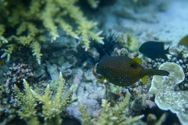 Staghorn Coral Під Морем Острові Янма — стокове фото