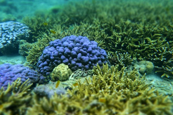 Koralowiec Mózgowy Pod Morzem Wyspie Cockburn Myanmar — Zdjęcie stockowe