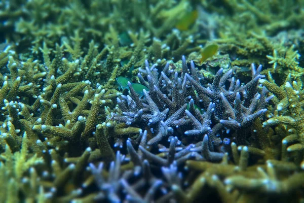 Staghorn Coral Під Морем Острові Янма — стокове фото