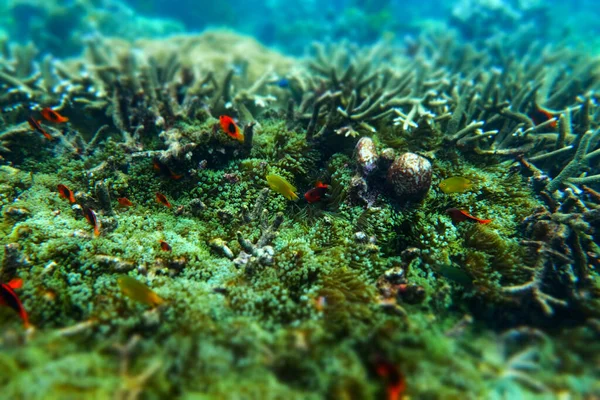 Anemone Unter Dem Meer Auf Der Insel Myanmar — Stockfoto