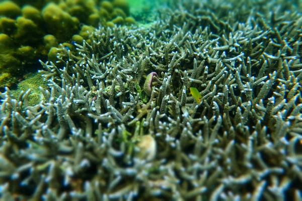 Staghorn Koralowiec Pod Morzem Wyspie Cockburn Myanmar — Zdjęcie stockowe