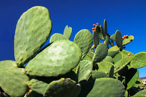 Kaktüs kalp şeklinde