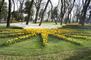 0041 - çiçek arka plan