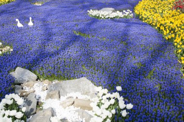 0041 - çiçek arka plan