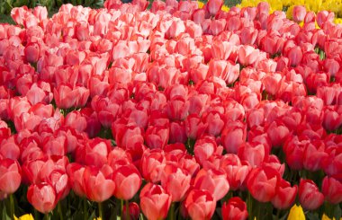 0041 - çiçek arka plan