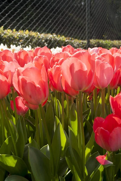 0033 - Blume Hintergrund — Stockfoto