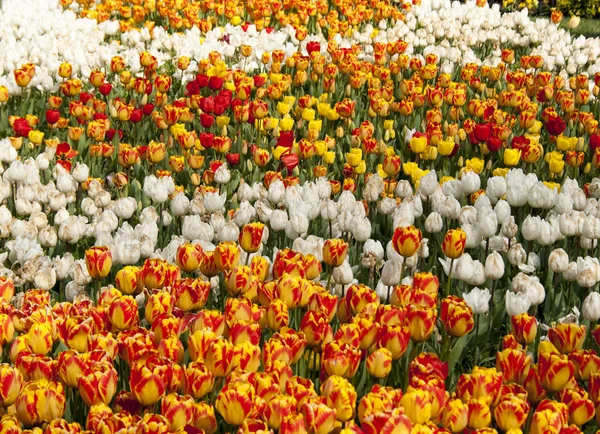 0003 - Blume Hintergrund — Stockfoto