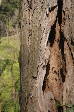 0004 - ağaç gövdesi