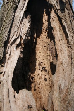 0008 - ağaç gövdesi