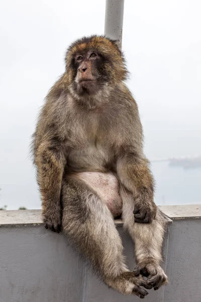 Barbareskaker eller apekatter i Gibraltar – stockfoto