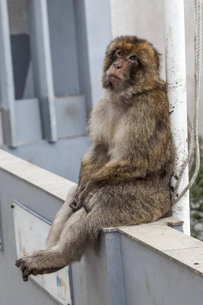 Barbary Macaque or Monkey in Gibraltar — Stock Photo, Image