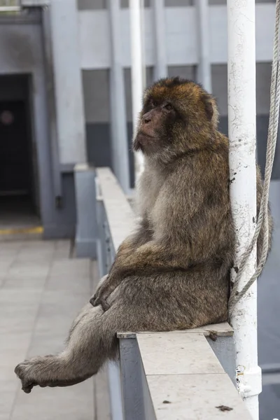 Barbary Macaque or Monkey in Gibraltar — Stock Photo, Image