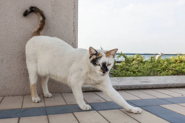 Abu Dabi evsiz kedi — Stok fotoğraf