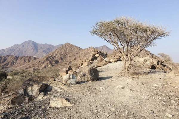 Baum in den Bergen von Fujairah, uae — Stockfoto