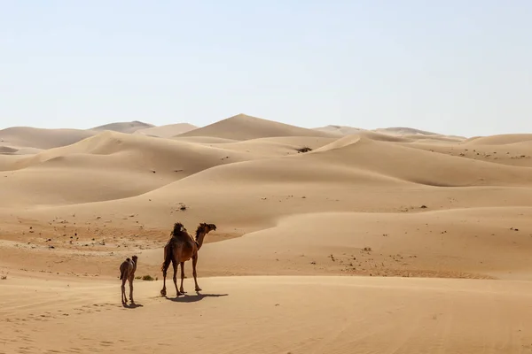 Kamel familj i öknen — Stockfoto