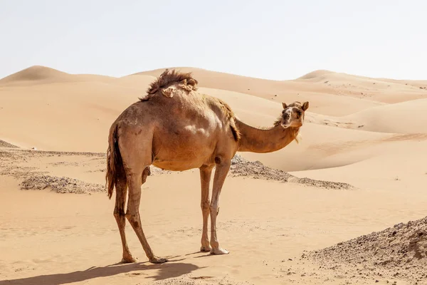 Kamel i öknen — Stockfoto