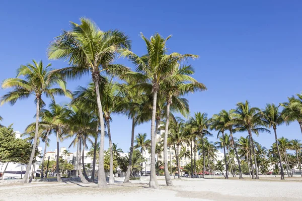 Palmen in miami beach — Stockfoto