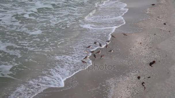 Sanderlings na plaży, Florida — Wideo stockowe