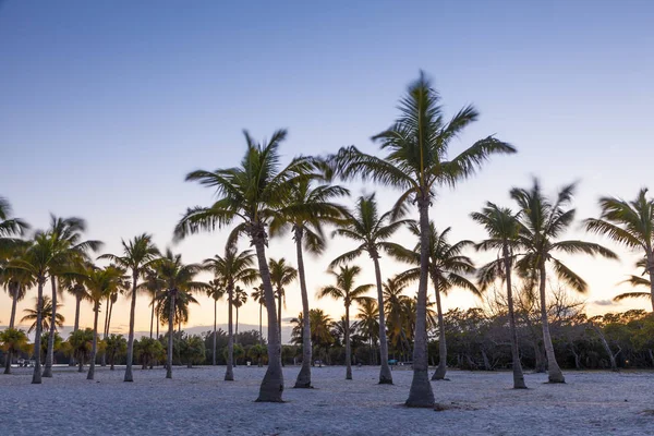 Palmen in miami beach — Stockfoto