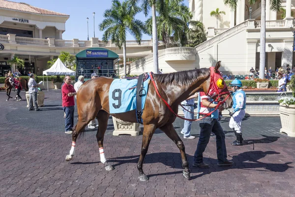 Wyścigi koni w Gulfstream Park, Floryda — Zdjęcie stockowe