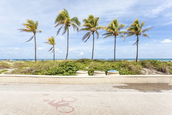 Palmen am hollywood beach, florida — Stockfoto