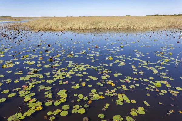 Swamp in the Everglades National Park, Florida — Stock Photo, Image