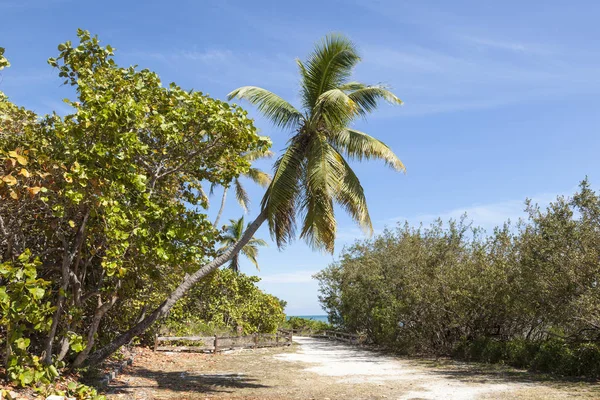 Palmeira em Florida — Fotografia de Stock