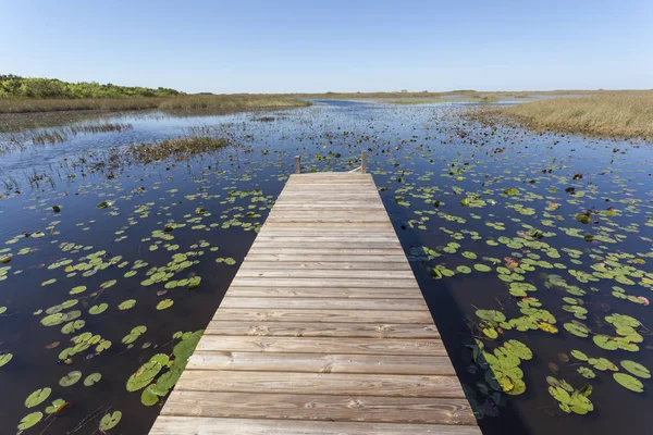 Everglades Ulusal Parkı, Florida'da bataklık — Stok fotoğraf