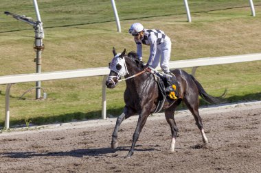 Horse Racing at the Gulfstream Park, Florida clipart