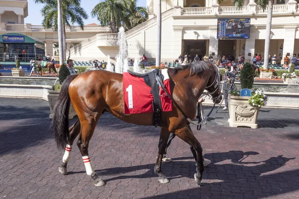 Wyścigi koni w Gulfstream Park, Floryda — Zdjęcie stockowe