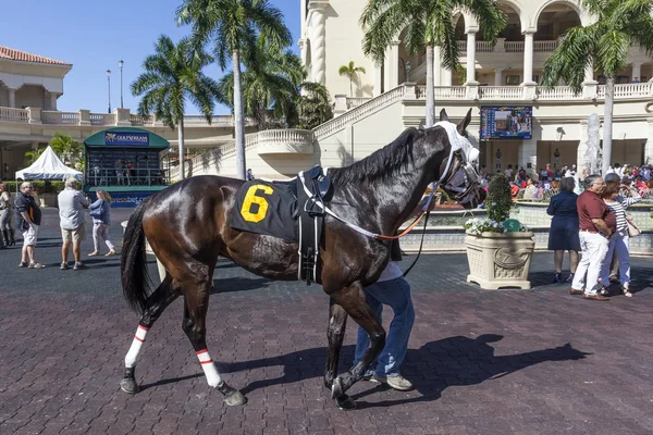 Wyścigi koni w Gulfstream Park, Floryda — Zdjęcie stockowe