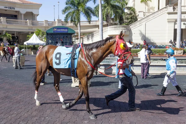 Wyścigi koni w Gulfstream Park, Floryda — Zdjęcie stockowe