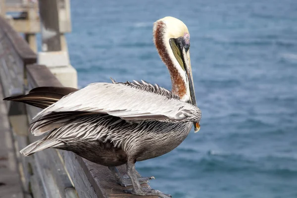 Florida kahverengi Pelikan — Stok fotoğraf