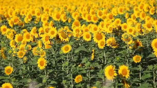 Blooming sunflower field — Stock Video