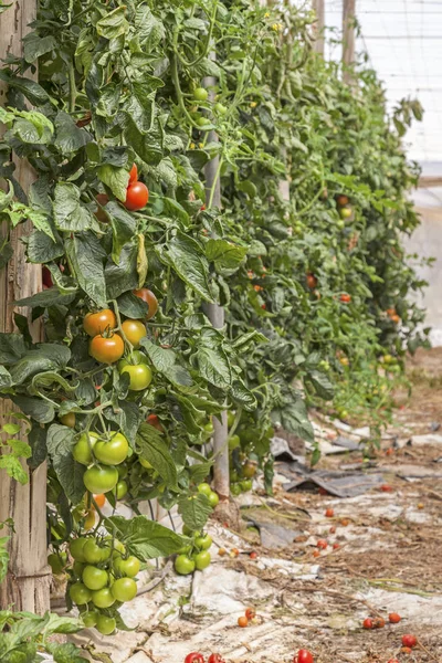 Tomates dentro de un invernadero — Foto de Stock