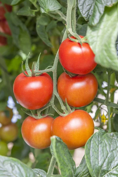 Tomaten binnenkant van een serre — Stockfoto