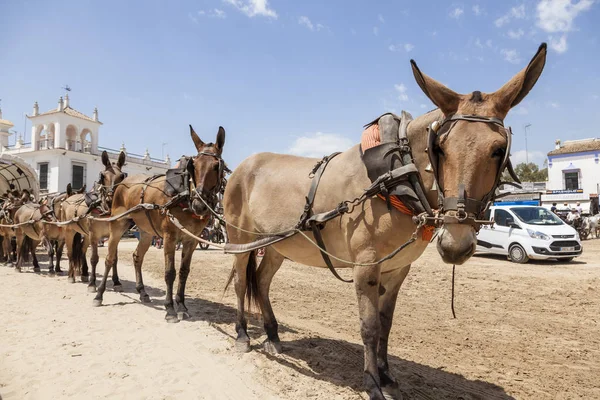 Carrinho de burro em El Rocio, Espanha — Fotografia de Stock