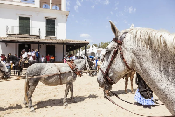 Andalusian horse in El Rocio, Spain — Stock Photo, Image