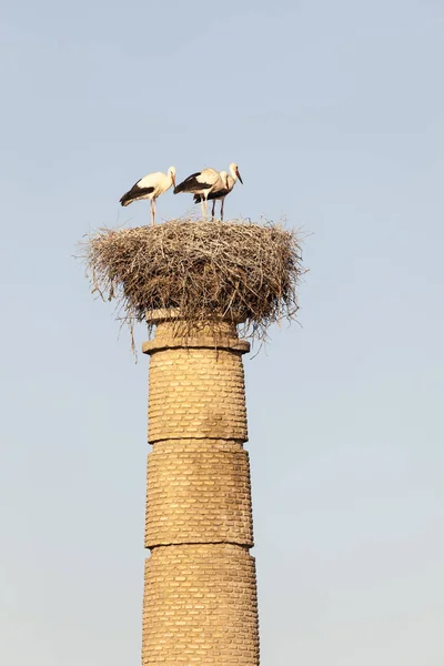 Nest with storks on top of a chimney — Stock Photo, Image