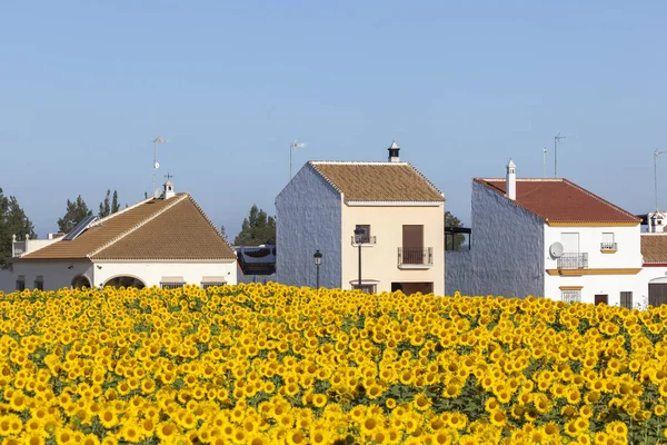 Sunflower field in Almonte, Andalusia, Spain — Stock Photo, Image