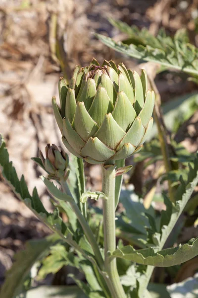 Artichoke in the field — Stock Photo, Image