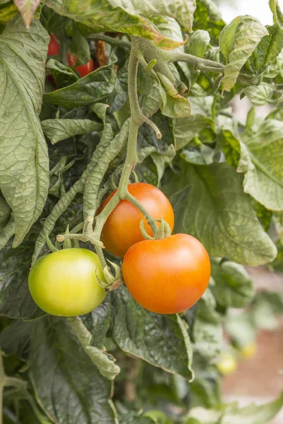 Tomaten binnenkant van een serre — Stockfoto