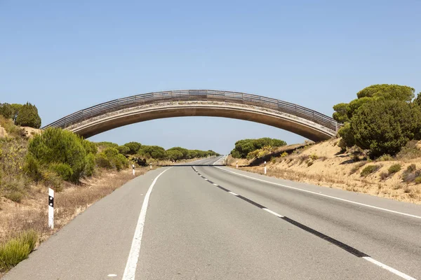 Wildlife viaduct in Donana nationaal park, Spanje — Stockfoto