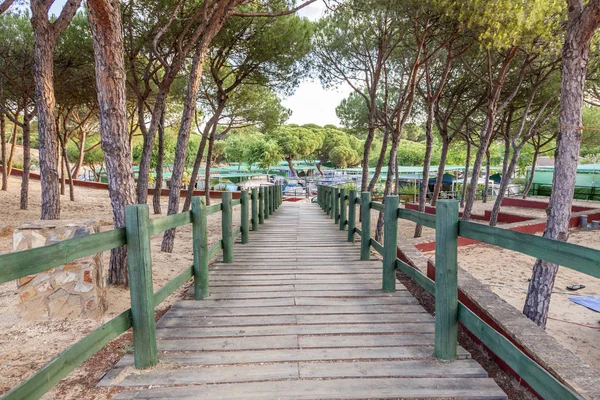 Wooden walkway under pine trees — Stock Photo, Image