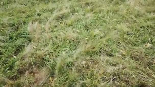 牧草地の草上飛行 — ストック動画